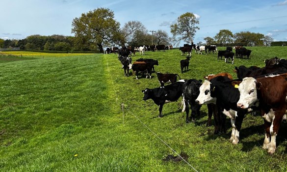 Dairy beef cows grazing at a fenceline